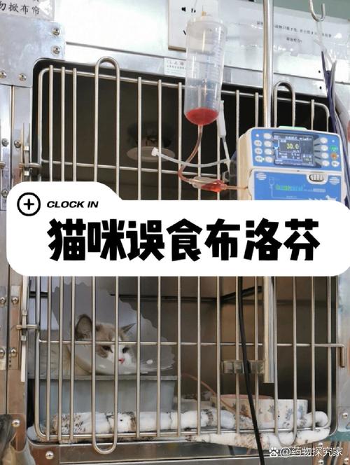 猫咪可以吃布洛芬吗_布洛芬对猫致命,误食速催吐送医! 猫咪可以吃布洛芬吗_布洛芬对猫致命,误食速催吐送医!