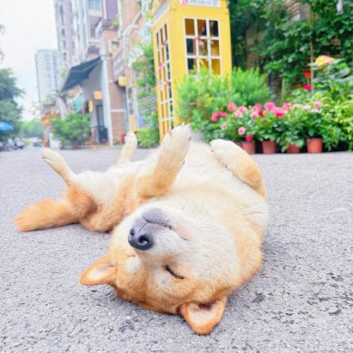 十大最干净懒人养的狗_新手友好!十大好养又干净的狗狗推荐 十大最干净懒人养的狗_新手友好!十大好养又干净的狗狗推荐