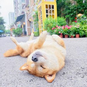 十大最干净懒人养的狗_新手友好！十大好养又干净的狗狗推荐