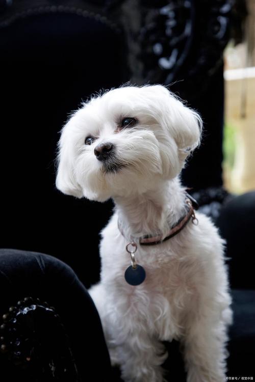 十大最干净狗排名_贵宾比熊马尔济斯推荐！