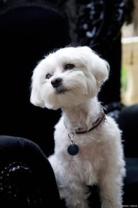 十大最干净狗排名_贵宾比熊马尔济斯推荐！