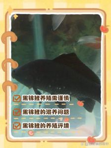 观赏鱼为什么不能随便养_黑锦鲤养需小心，水质喂食要到位