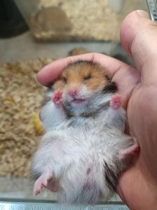 宠物仓鼠金丝熊_笼子食物健康护理