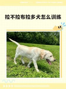 拉布拉多训练最佳年龄_3-6个月速成好习惯