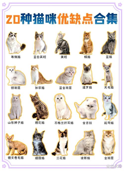 猫品种大全100种图片_猫咪品种多又萌,从古至今作伙伴 猫品种大全100种图片_猫咪品种多又萌,从古至今作伙伴