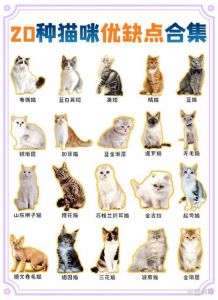 猫品种大全100种图片_猫咪品种多又萌，从古至今作伙伴