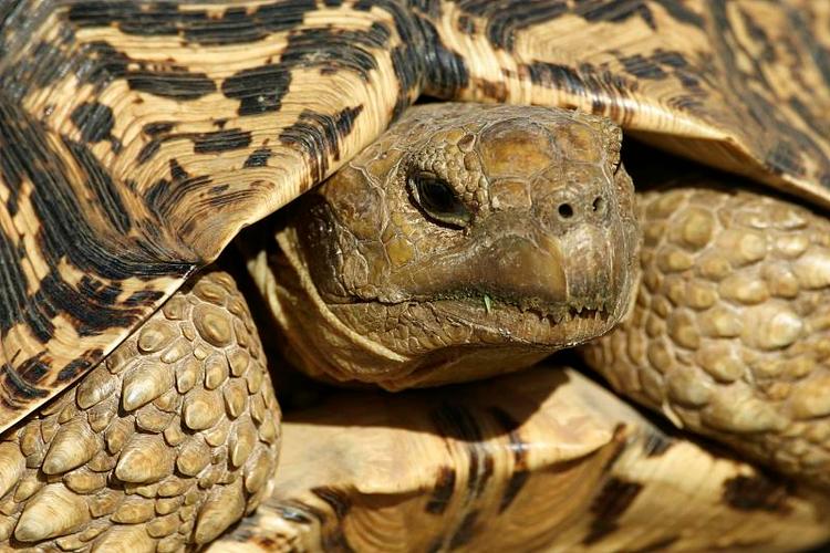 肯尼亚豹龟认主吗_龟会认人?是条件反射,耐心互动才暖心 肯尼亚豹龟认主吗_龟会认人?是条件反射,耐心互动才暖心