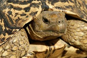 肯尼亚豹龟认主吗_龟会认人？是条件反射，耐心互动才暖心