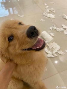 十大最能拆家的狗狗_狗狗拆家原因及应对方法