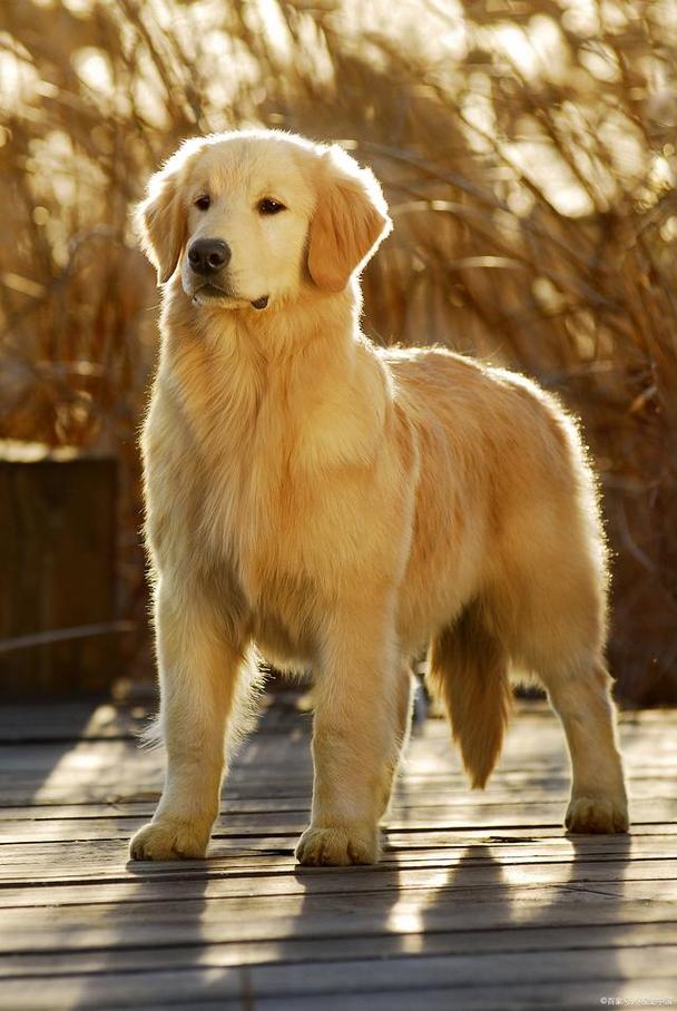 金毛特征标准图片_真假金毛怎么分辨?看特征查血统! 金毛特征标准图片_真假金毛怎么分辨?看特征查血统!