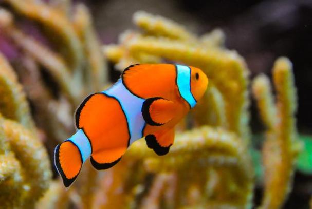 小丑鱼是淡水鱼还是海水鱼_小丑鱼虽易得,但养它需谨慎! 小丑鱼是淡水鱼还是海水鱼_小丑鱼虽易得,但养它需谨慎!