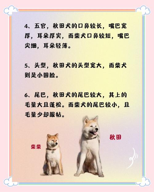 秋田犬和柴犬的异同点_长相像却性格不同