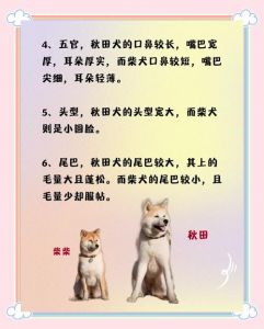 秋田犬和柴犬的异同点_长相像却性格不同