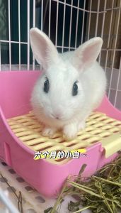 海棠兔和侏儒海棠兔的区别_海棠兔与侏儒海棠兔识别及饲养