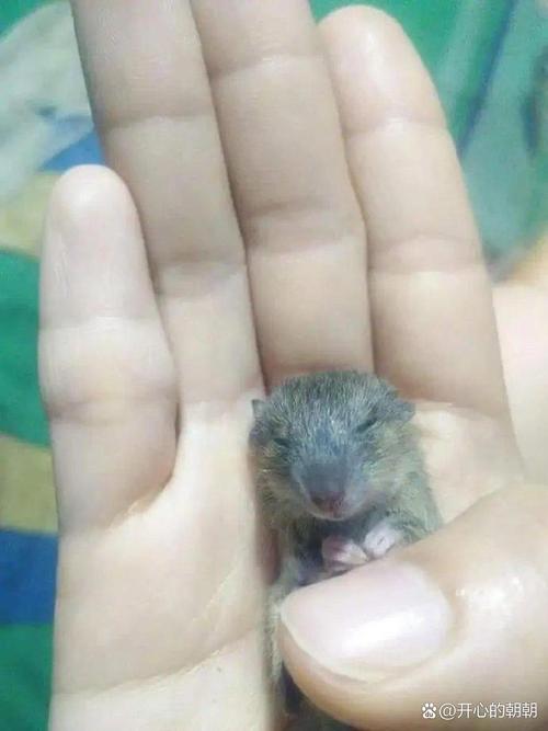 猫无指甲会抓老鼠吗_猫咪剪指甲影响捕鼠，了解天性提供玩具