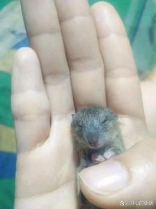 猫无指甲会抓老鼠吗_猫咪剪指甲影响捕鼠，了解天性提供玩具