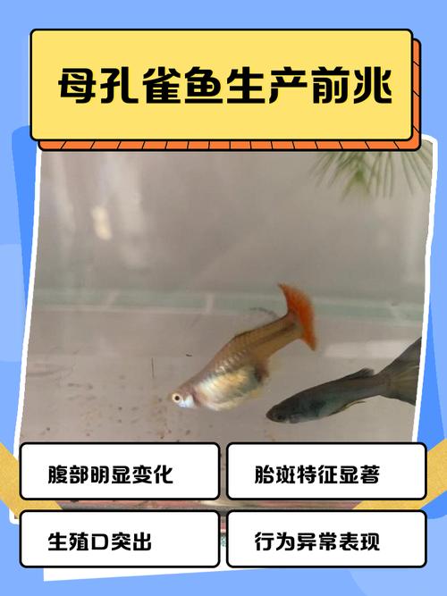孔雀鱼繁殖前兆一小时图_临产孔雀鱼肚子方,胎斑变黑,需隔离待产 孔雀鱼繁殖前兆一小时图_临产孔雀鱼肚子方,胎斑变黑,需隔离待产