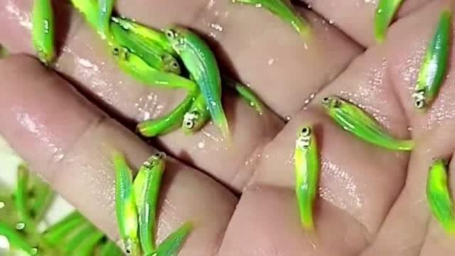 翡翠绿荧光斑马鱼_荧光多彩,科研观赏两不误 翡翠绿荧光斑马鱼_荧光多彩,科研观赏两不误