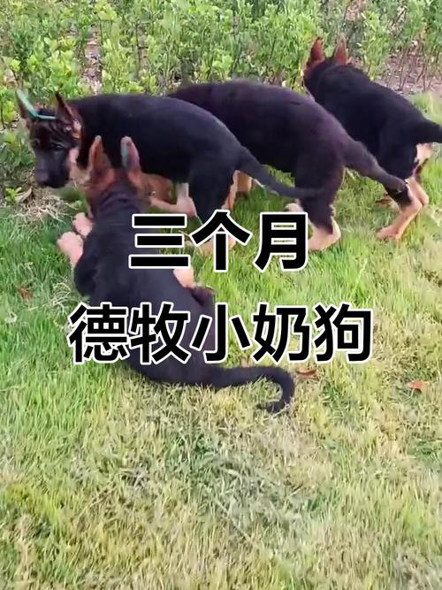 牧羊犬把自己的羊喂了_牧羊犬忠诚与凶猛引关注 牧羊犬把自己的羊喂了_牧羊犬忠诚与凶猛引关注