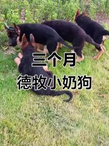 牧羊犬把自己的羊喂了_牧羊犬忠诚与凶猛引关注