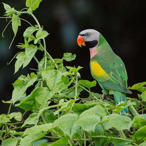 大绯胸鹦鹉优缺点_五彩鹦鹉聪明好养护，需温暖环境，野外受保护