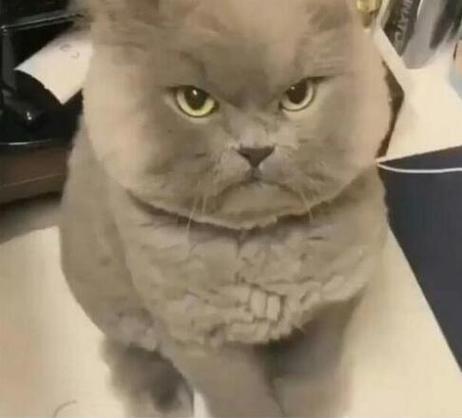 猫咪恨主人的十种表现_拒绝抚摸?快查病给空间! 猫咪恨主人的十种表现_拒绝抚摸?快查病给空间!