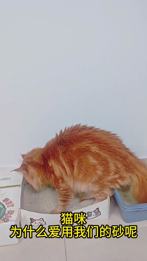 为什么猫总是把猫砂刨到地上_猫咪刨砂不埋砂？看这里解决！