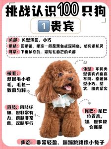 泰迪真正认主人的表现_泰迪认主黏人爱撒娇，忠诚护主显深情