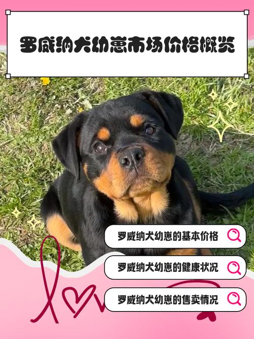 罗福梗属于什么档次_家庭好伴侣,活泼忠诚! 罗福梗属于什么档次_家庭好伴侣,活泼忠诚!