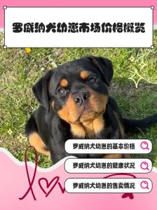 罗福梗属于什么档次_家庭好伴侣，活泼忠诚！