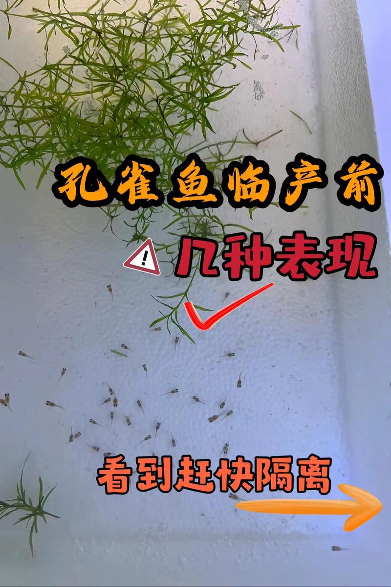 孔雀鱼繁殖前兆一小时图_临产孔雀鱼肚子方变黑,要隔离,产后母鱼回原缸 孔雀鱼繁殖前兆一小时图_临产孔雀鱼肚子方变黑,要隔离,产后母鱼回原缸