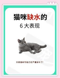 猫喂生水还是白开水_煮沸白开水更安全，流动饮水更爱喝
