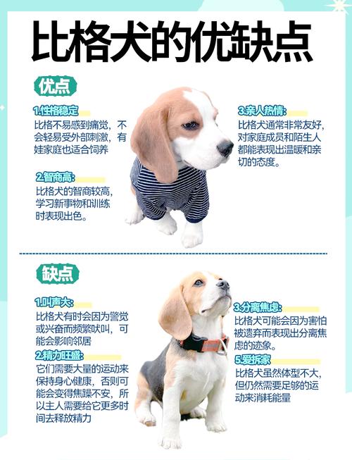 比格犬攻击性强吗_家庭好伙伴，需多训练社交