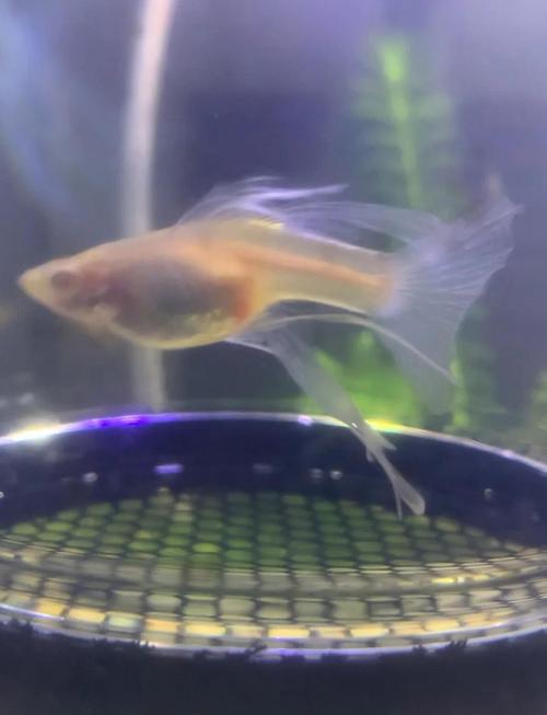 孔雀鱼生完小鱼前兆_肚子方胎斑黑,需隔离待产! 孔雀鱼生完小鱼前兆_肚子方胎斑黑,需隔离待产!