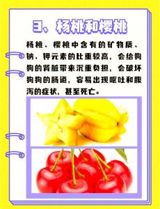 狗狗禁忌水果一览表_葡萄柑橘菠萝榴莲忌，苹果香蕉蓝莓西瓜可适量