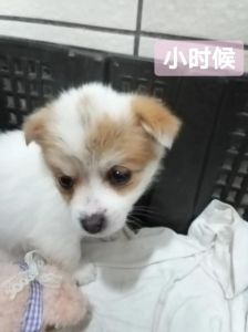 串串狗为什么不能养_健康美容社交饮食多重考验