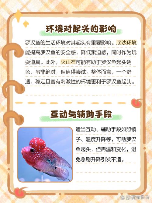 罗汉鱼起头座辨别图_罗汉鱼起头看品种 选好苗养好水