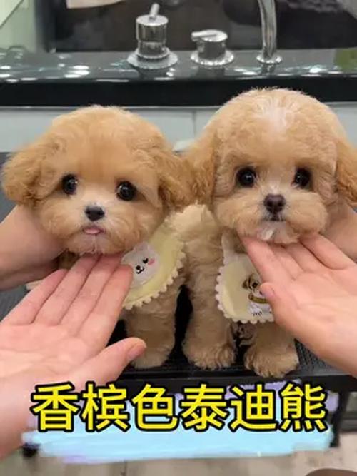 杏色泰迪好还是香槟色_泰迪犬杏色与香槟色，哪个更适合你？