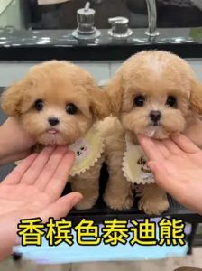 杏色泰迪好还是香槟色_泰迪犬杏色与香槟色，哪个更适合你？
