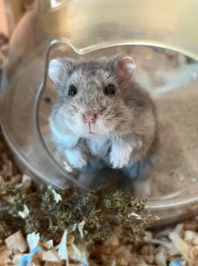 哪种宠物鼠寿命最长_仓鼠寿命怎么选？