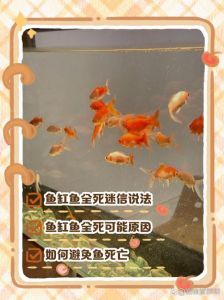 鱼缸里的鱼睡觉是什么原因_鱼睁眼睡觉？没眼皮的秘密！