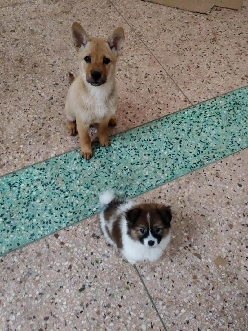 蝴蝶犬串串图片对照表_可爱混血，健康粘人，快来领养！