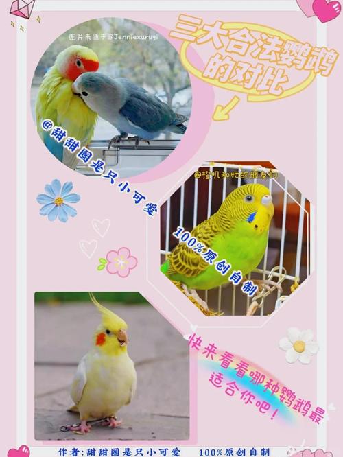 大绯胸鹦鹉的优缺点_好看好养难?需细心陪伴 大绯胸鹦鹉的优缺点_好看好养难?需细心陪伴