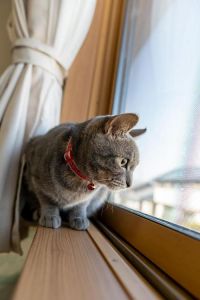 猫咪可以吃蓝莓吗_猫咪可食蓝莓助健康，注意适量无核