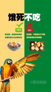 虎皮鹦鹉十大必吃食物_虎皮鹦鹉挑食怎么办？水果蔬菜这样喂最健康！