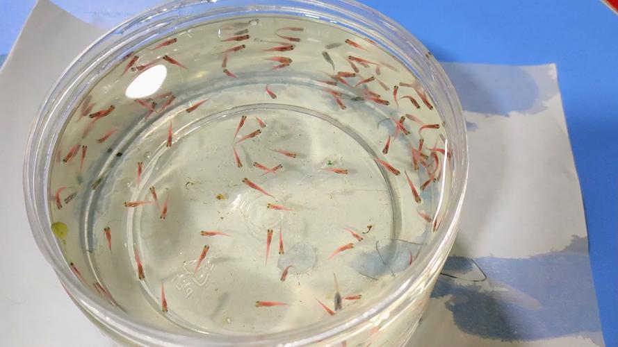 斑马鱼繁殖前兆图片_3-6月成熟,如何识别雌雄并繁殖? 斑马鱼繁殖前兆图片_3-6月成熟,如何识别雌雄并繁殖?