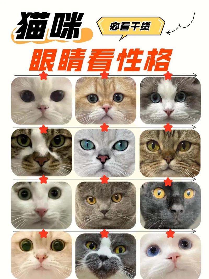 猫咪的眼睛能看到什么颜色_猫咪色觉不盲,红眼需看医生 猫咪的眼睛能看到什么颜色_猫咪色觉不盲,红眼需看医生