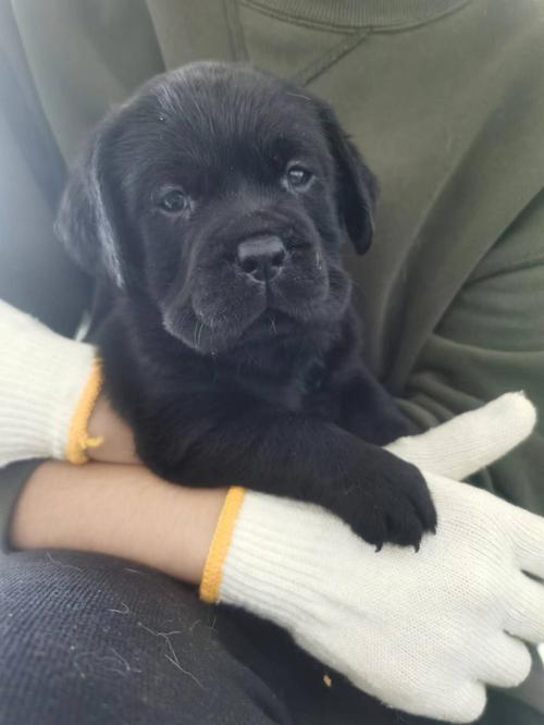 拉布拉多40天幼犬照片_纯真成长,可爱至极 拉布拉多40天幼犬照片_纯真成长,可爱至极