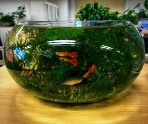 孔雀鱼繁殖全过程图解_孔雀鱼求偶开屏，怀孕现胎斑