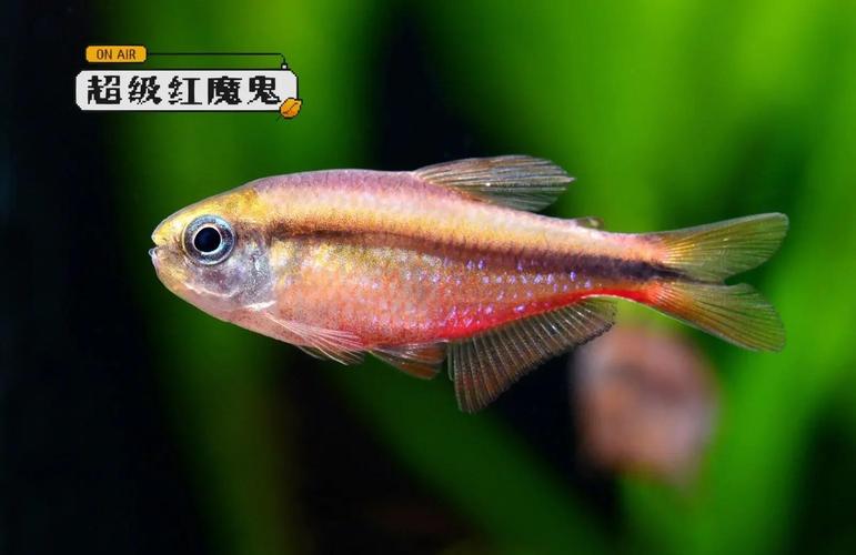 红魔鬼鱼寿命有多长_红魔鬼鱼寿命长?水质喂食是关键! 红魔鬼鱼寿命有多长_红魔鬼鱼寿命长?水质喂食是关键!